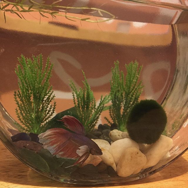 TrishaMink's tweet photo. My new little Betta and his Marimo moss ball ☺️🐠💚 #fishie #bettafish #newhome #halfmoonbetta #marimomoss #aquarium #happyfish #brooklyn #fishmom #finsfordays https://t.co/NfGccWSV2r https://t.co/oS0GPKBO3x
