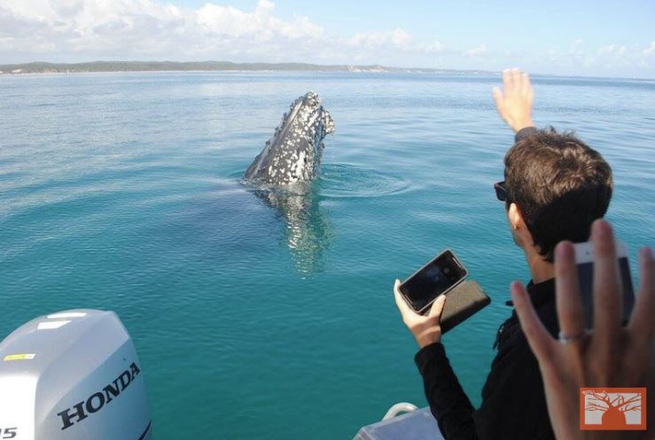 boabboats's tweet photo. Don't miss out on whale watching season this year! We love spotting these gentle giants in the water! Give your closest franchise a call to book now! 🐳🐳🐳 #boabboats #boating #boathire #australia #whale #whaleseason #boat #boats #sea #winter https://t.co/08cGiRXhgQ
