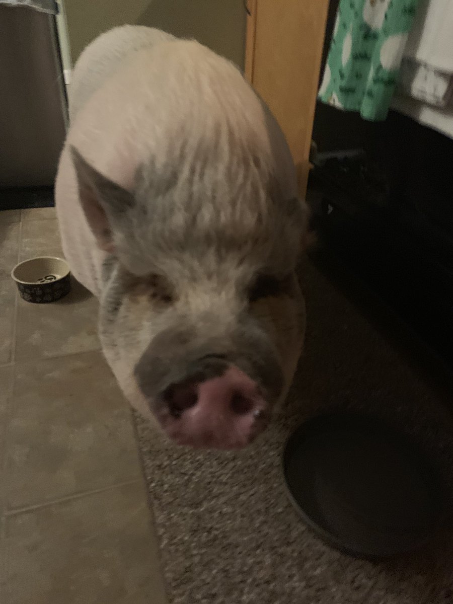 Katie Jo Passero tweet media