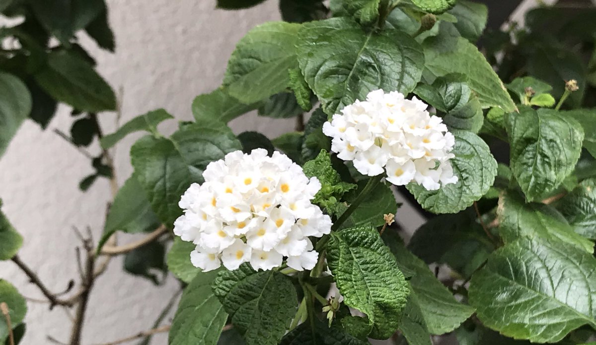 中村中村 على تويتر 散歩道の草花 ランタナ 花びら真っ白のなんていたんですね 初めて見て感激 昔育ててたのは 黄色 白 黄色に変化するタイプでした いろんな色があるので 街中でついキョロキョロしちゃいます 七変化 シチヘンゲ