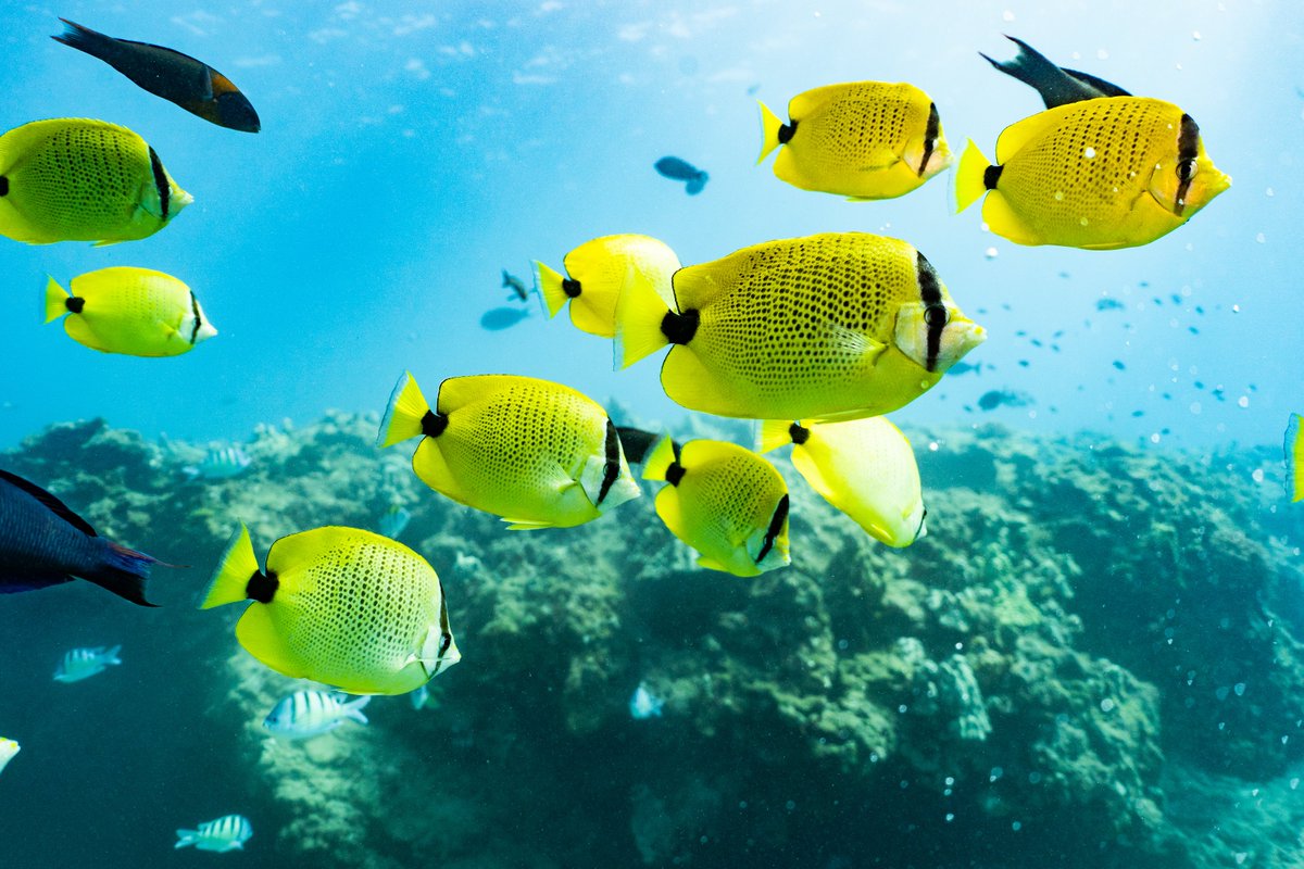 What types of fish & sea creatures do you hope to encounter on your underwater adventure? Tell us in the comments! 🐠🐢🐬🦀🐙 #exploremore #traveltuesday #sealife #marinalife #oceanlife