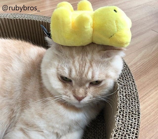 biteme_dooboo's tweet photo. 광복절기념알티이벤트🌈
🐶바잇미 트위터 한정 개리보 입양 이벤트! 
🐶RT해주시는 분들 중 5분 뽑아서 귀욤뿜뿜 🧸젤리곰🧸 장난감을 보내드려용 (기한 8/20일, 당첨자는 개별연락드려요)
🐶강쥐고양없어도 귀여우니까 RT고고 
#바잇미#바잇미젤리장난감#biteme.co.kr https://t.co/OT5cU6iP8S