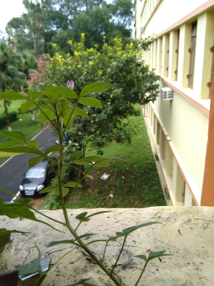 MasterSumit6's tweet image. Great morning with a great piece of natural resources.......