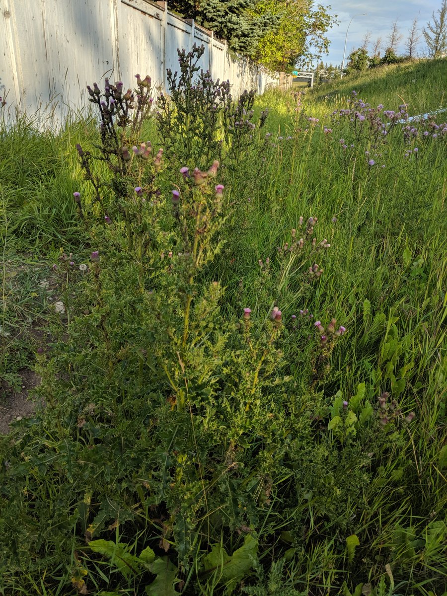brian0807's tweet photo. Sure some yyc budget cuts were necessary @JyotiGondek ...is there just a chance they could cut the grass? Blvds and parks look terrible 4 requests to 311. #thistlecity #lessartmorepark https://t.co/dTlkhuIysL