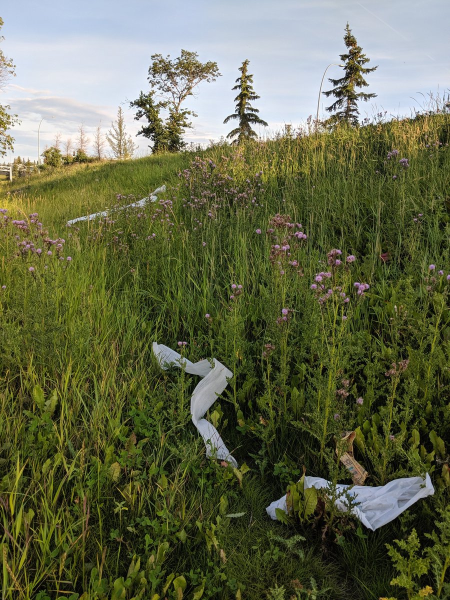 brian0807's tweet photo. Sure some yyc budget cuts were necessary @JyotiGondek ...is there just a chance they could cut the grass? Blvds and parks look terrible 4 requests to 311. #thistlecity #lessartmorepark https://t.co/dTlkhuIysL