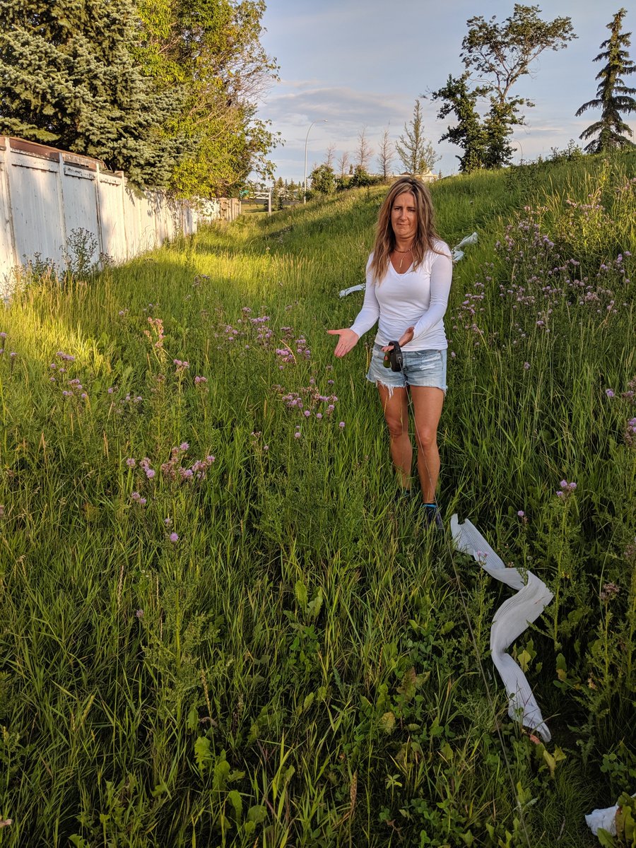 brian0807's tweet photo. Sure some yyc budget cuts were necessary @JyotiGondek ...is there just a chance they could cut the grass? Blvds and parks look terrible 4 requests to 311. #thistlecity #lessartmorepark https://t.co/dTlkhuIysL