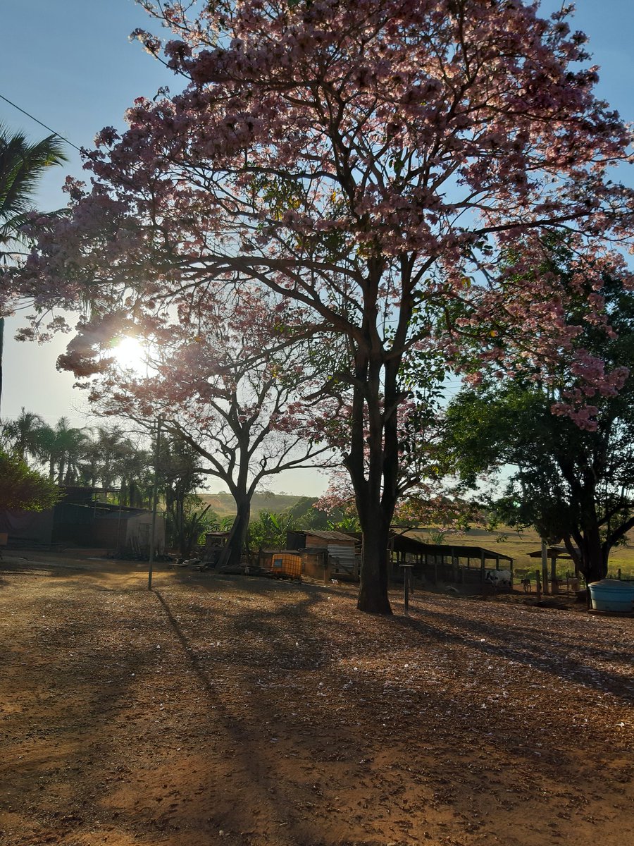 adrianardsrds's tweet photo. #natureza #sol https://t.co/DoBW7Tyl8V