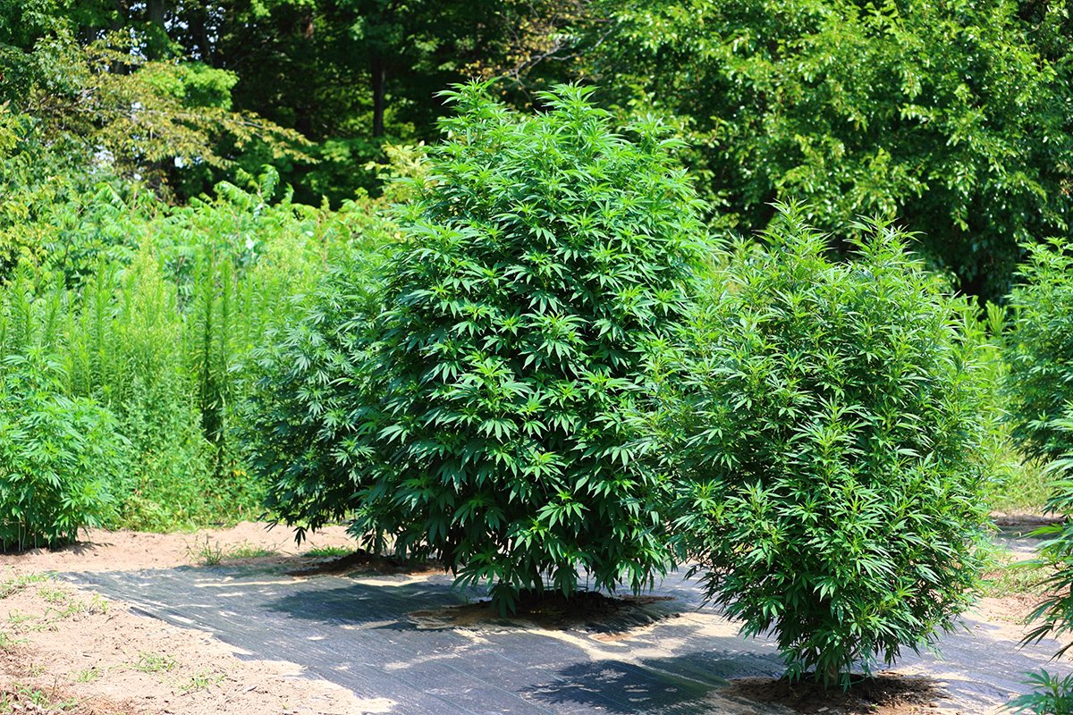 Ougrew12's tweet photo. Monster in the middle. I will measure this out in a couple weeks. #designatedgrower #growyourown https://t.co/6spbvyqV4B