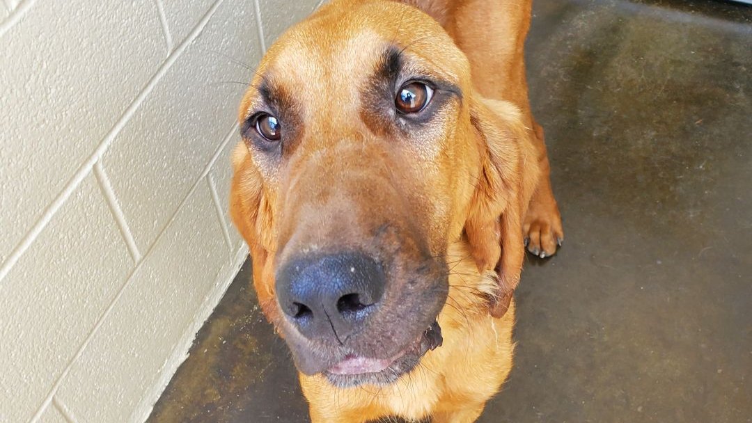 Anatolian shepherd bloodhound mix sale