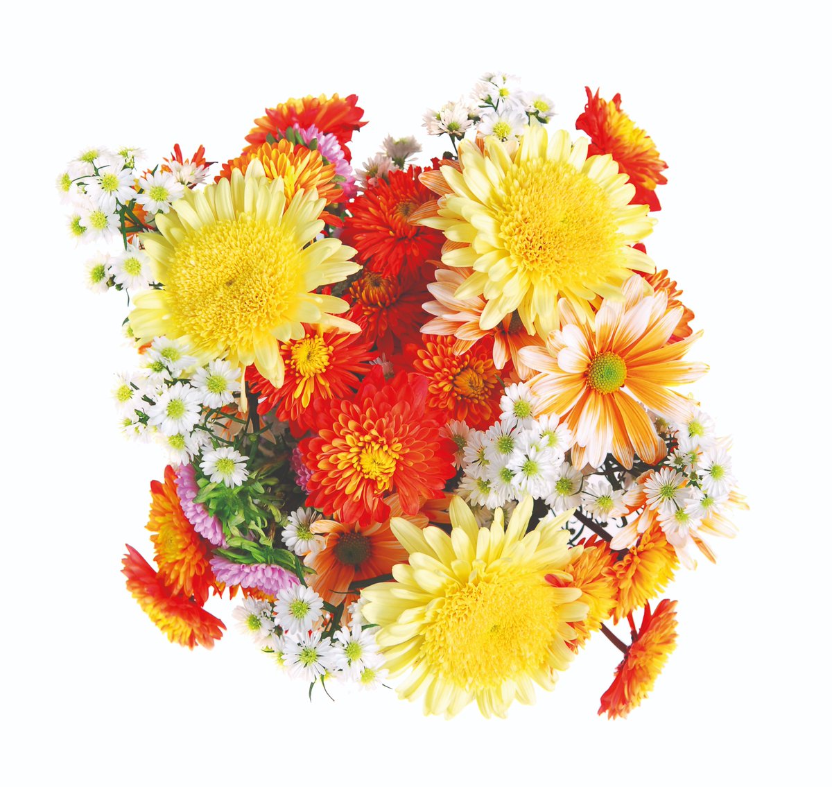 jungle_talks's tweet photo. We're in the middle of the selection process for our upcoming Mastercourse Floriculture and have been so far interviewing inspiring horticultural talent from Brazil, Colombia, Kenya, China, Spain, Guatemala and Zambia...Final deadline to apply is 15 Aug!#mastercourse #jungletalks https://t.co/nflNAWKSaR