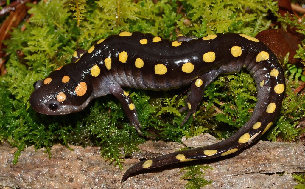 newt_time's tweet image. i am a creapchur