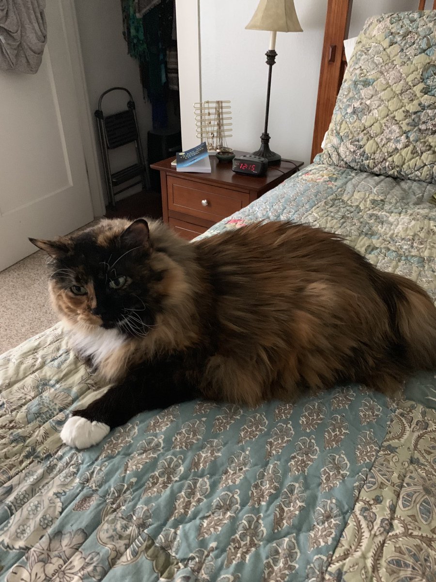 Squatchdrew's tweet photo. Happy belated international cat day. https://t.co/Ilr5Y7XrTG
