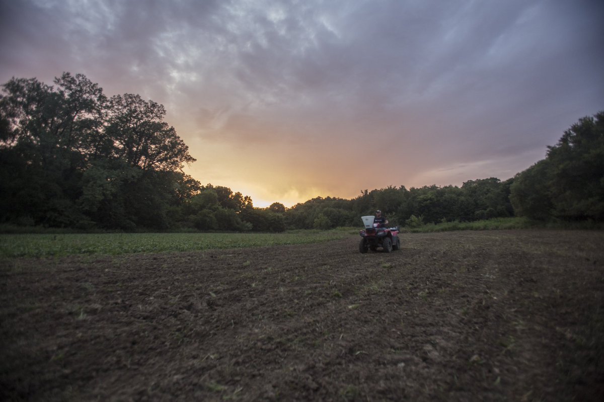 thelindseyway's tweet photo. Grinding until the sun sets this time of year! #foodplotweek @mossyoakbiologic https://t.co/xtepOCrUTF