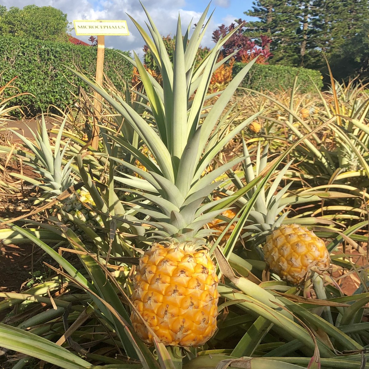 A little embarrassing to admit that more than one member of my family thought pineapples grew on trees... and not just the kids?!! 😆🤫
<a href="/DolePlantation/">Dole Plantation</a> #pineapple #hawaii #lifelesson #embarrassing