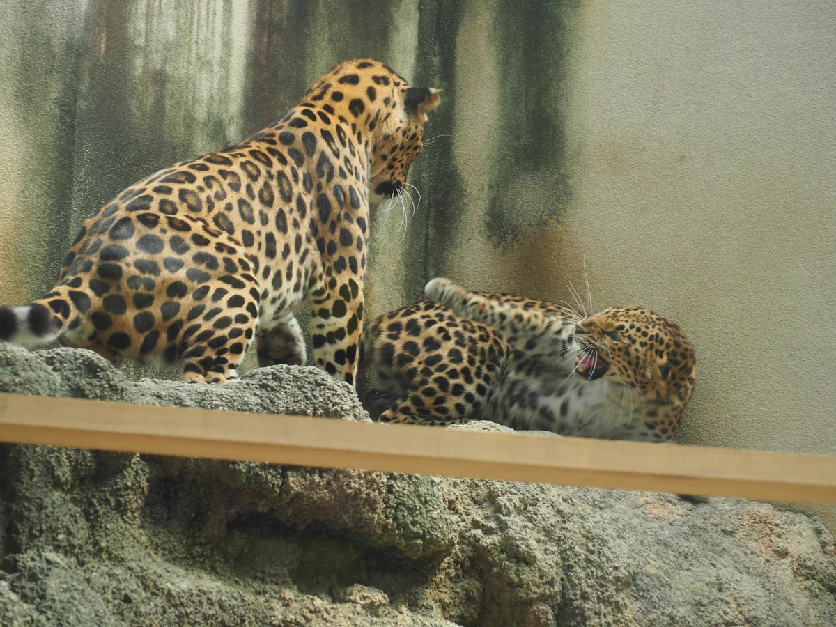 神戸市立王子動物園（公式） on X: 