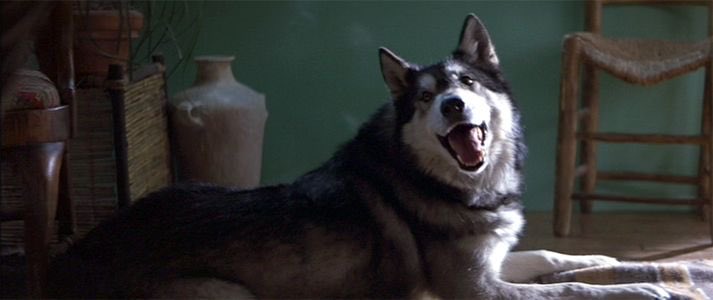 2. The Making of  #StarWars verifies Lucas’s story.3. Lucas’s dog Indiana also inspired the name “Indiana Jones” for that film series and the Jones family Malamute that the character named himself after.MYTH CONFIRMED