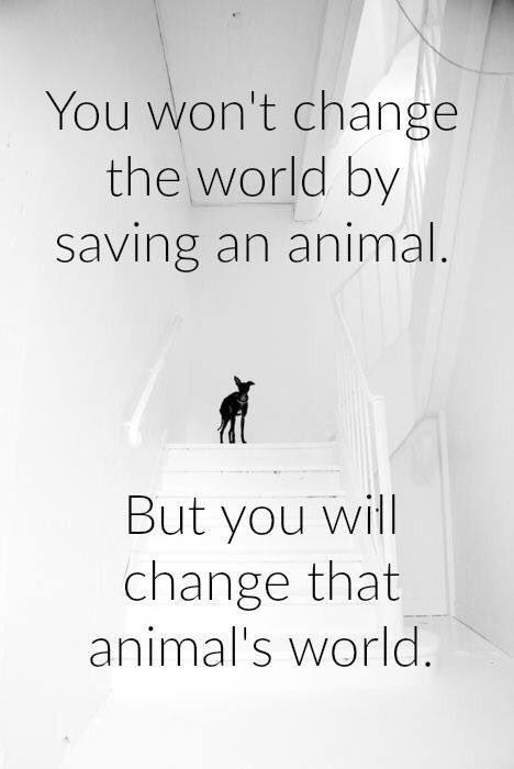 Blessfinesse1's tweet photo. #GoVegan 🌱 #PlantBased ✅ #EatForThePlanet 🌍 #TrueAnimalLover 🐄🐕🐓🐆🐅🐎🦌🐊🐩🐈🦈🐖 https://t.co/ZRrDRECfhP