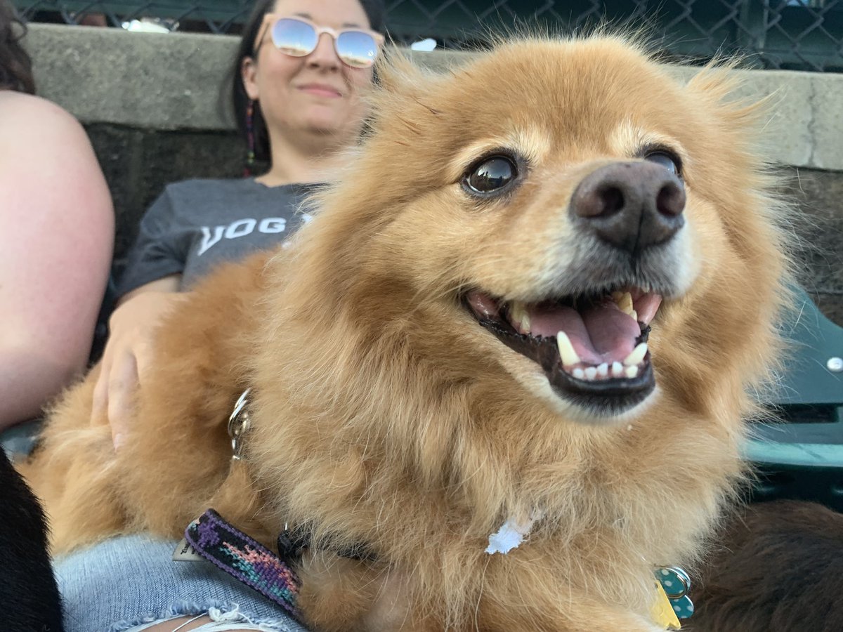 Katelyn_Rowe_'s tweet photo. Took a break from Twitter for ~mental health~ but I went to Bark at the Park tonight so here are some of the good good dogs I saw https://t.co/cJ72sscdkk