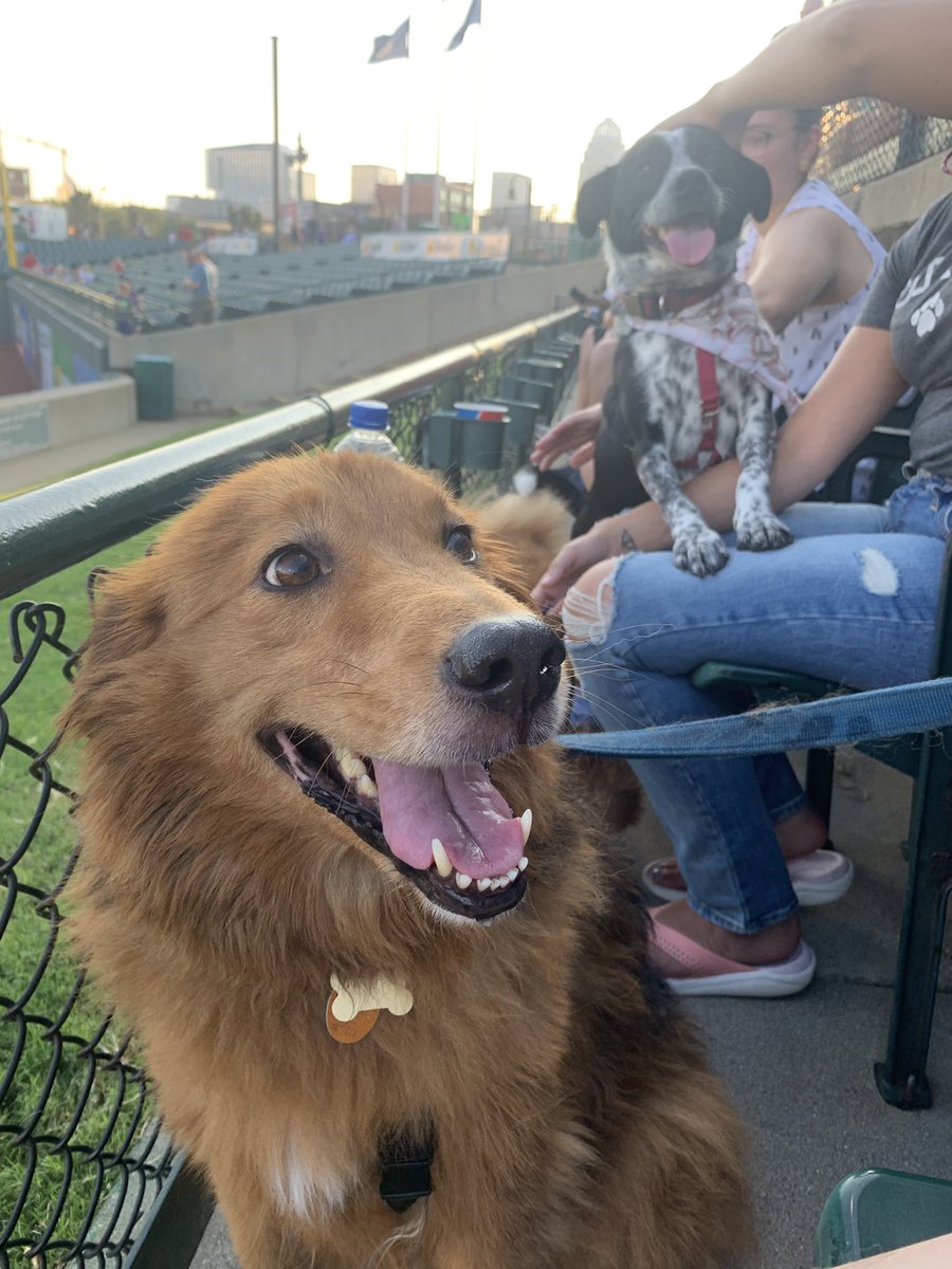 Katelyn_Rowe_'s tweet photo. Took a break from Twitter for ~mental health~ but I went to Bark at the Park tonight so here are some of the good good dogs I saw https://t.co/cJ72sscdkk