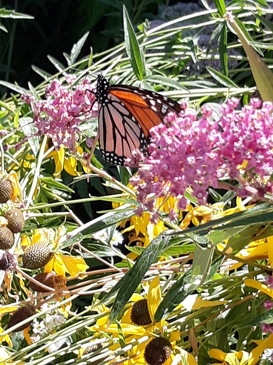 Anne Blyth tweet media