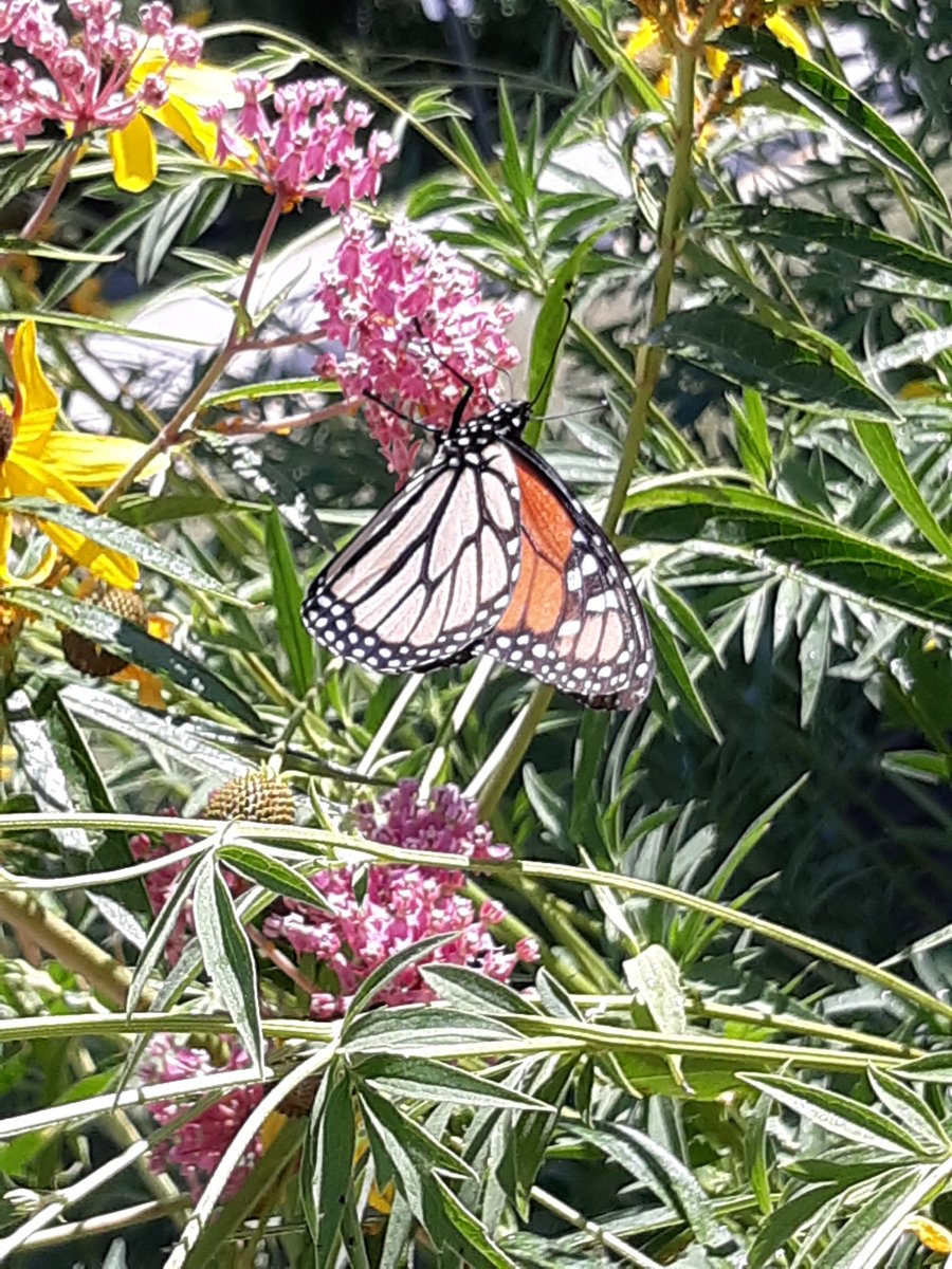 Anne Blyth tweet media