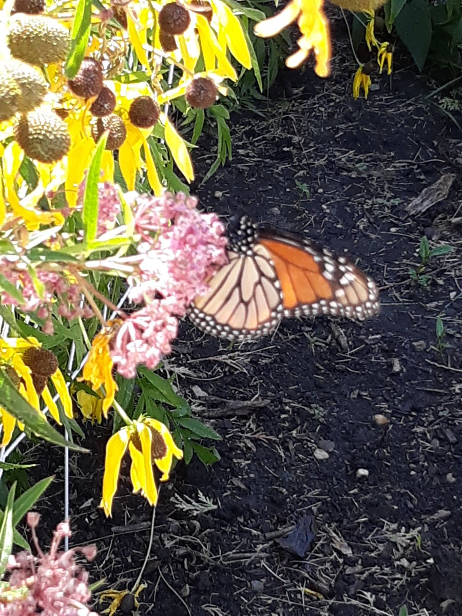 YC's monarchs are back! Hoping for eggs, caterpillars and chrysalides soon. Thrilled to report hummingbirds, damselflies and other flying beauties are visiting the garden too! <a href="/D45YorkCenter/">York Center School</a> @ScarceEcoEd