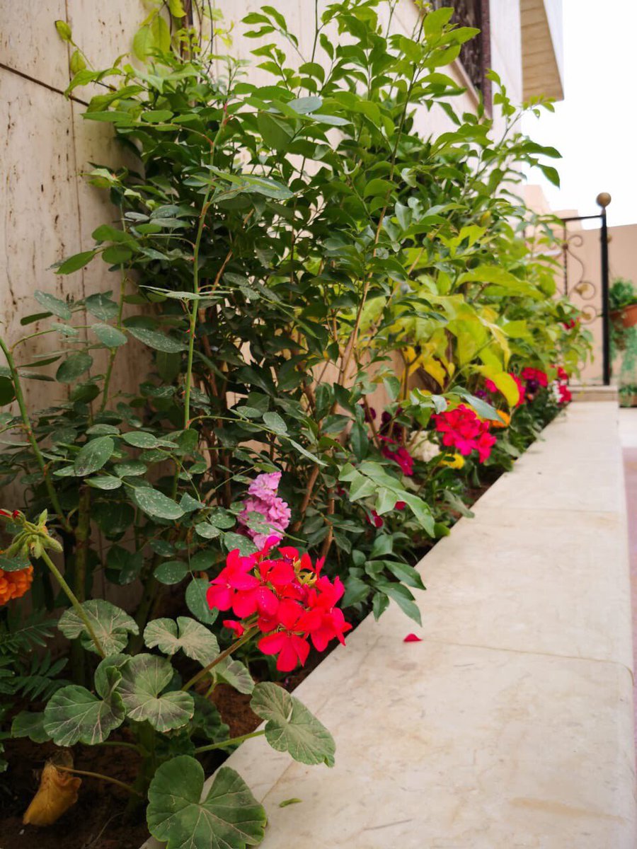 عوداً على ذي بدء ?
وبعد أن نقول: عيدكم مبارك ?

نبدأ معكم هذه السلسلة التوثيقية لـ #تجربتي_مع_الزراع...