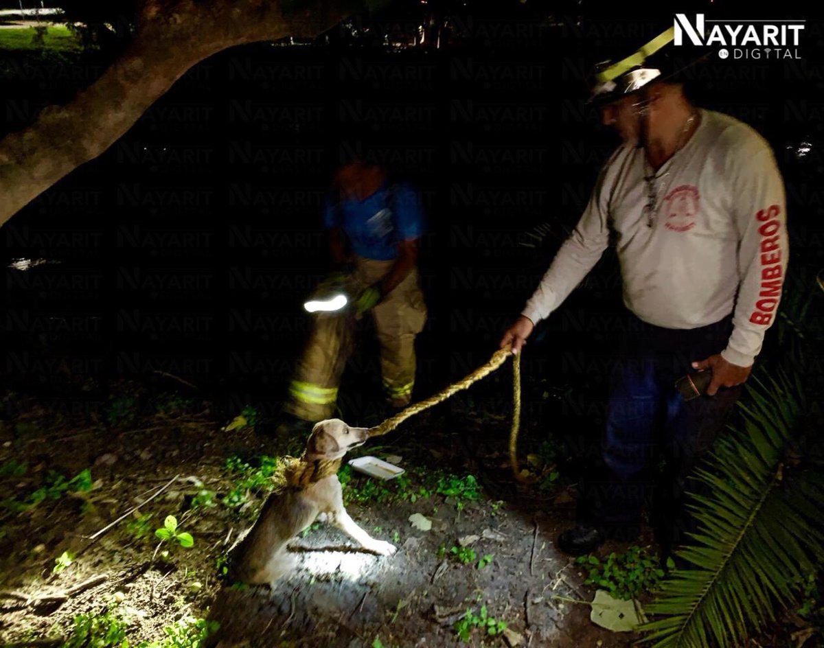 NayEnDigital's tweet photo. Una usuaria reportó a un perro 🐶 atrapado en una de las islas que se forman en el Río Mololoa, justo abajo del puente que da hacia el Rancho “El Quevedeño”, hacia dónde elementos de Protección Civil y Bomberos del Estado de Nayarit se trasladaron y después lograron su rescate. https://t.co/KApUvkYVIZ