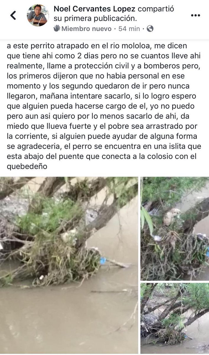 NayEnDigital's tweet photo. Una usuaria reportó a un perro 🐶 atrapado en una de las islas que se forman en el Río Mololoa, justo abajo del puente que da hacia el Rancho “El Quevedeño”, hacia dónde elementos de Protección Civil y Bomberos del Estado de Nayarit se trasladaron y después lograron su rescate. https://t.co/KApUvkYVIZ