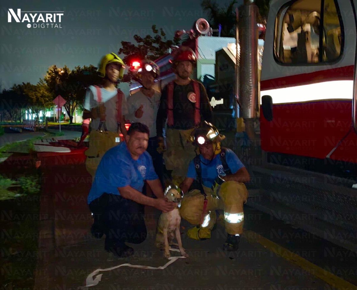 NayEnDigital's tweet photo. Una usuaria reportó a un perro 🐶 atrapado en una de las islas que se forman en el Río Mololoa, justo abajo del puente que da hacia el Rancho “El Quevedeño”, hacia dónde elementos de Protección Civil y Bomberos del Estado de Nayarit se trasladaron y después lograron su rescate. https://t.co/KApUvkYVIZ