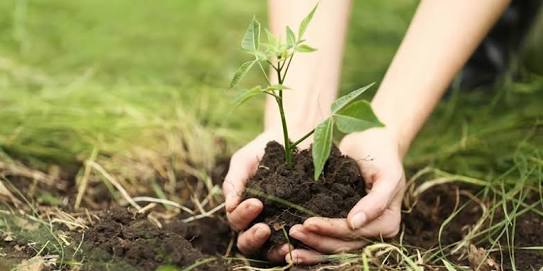 PrachiM75257966's tweet photo. #Trees are the roots of all living. The green the #Environment, healthy the living. #MyIndiaResolution plant trees .  #MyResolutionMyK @NASSCOMfdn @MyKartavya @kabhiabhi93 @PayalChourasiy @bhawanamunet @AniruddhaDatta1 @dipak_jad @MANIDEEP009 @Afreenwar_sea @AnkitTyagi58555 https://t.co/iTTUwA2hN5