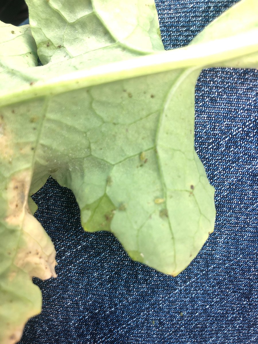 Time to keep an eye out for these little suckers!! Can be found in most canola crops at low levels in the central wheatbelt in my patch.  Crops under nutritional or moisture stress will be particularly vulnerable...