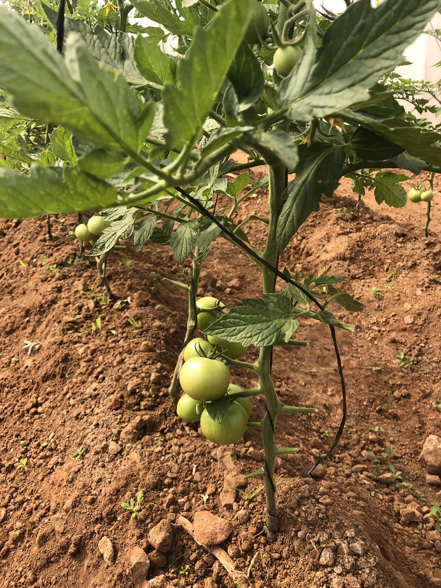 DfnFarming's tweet photo. My tomatoes are coming along nicely #youngfarmer #farming https://t.co/rzhWQXGSru