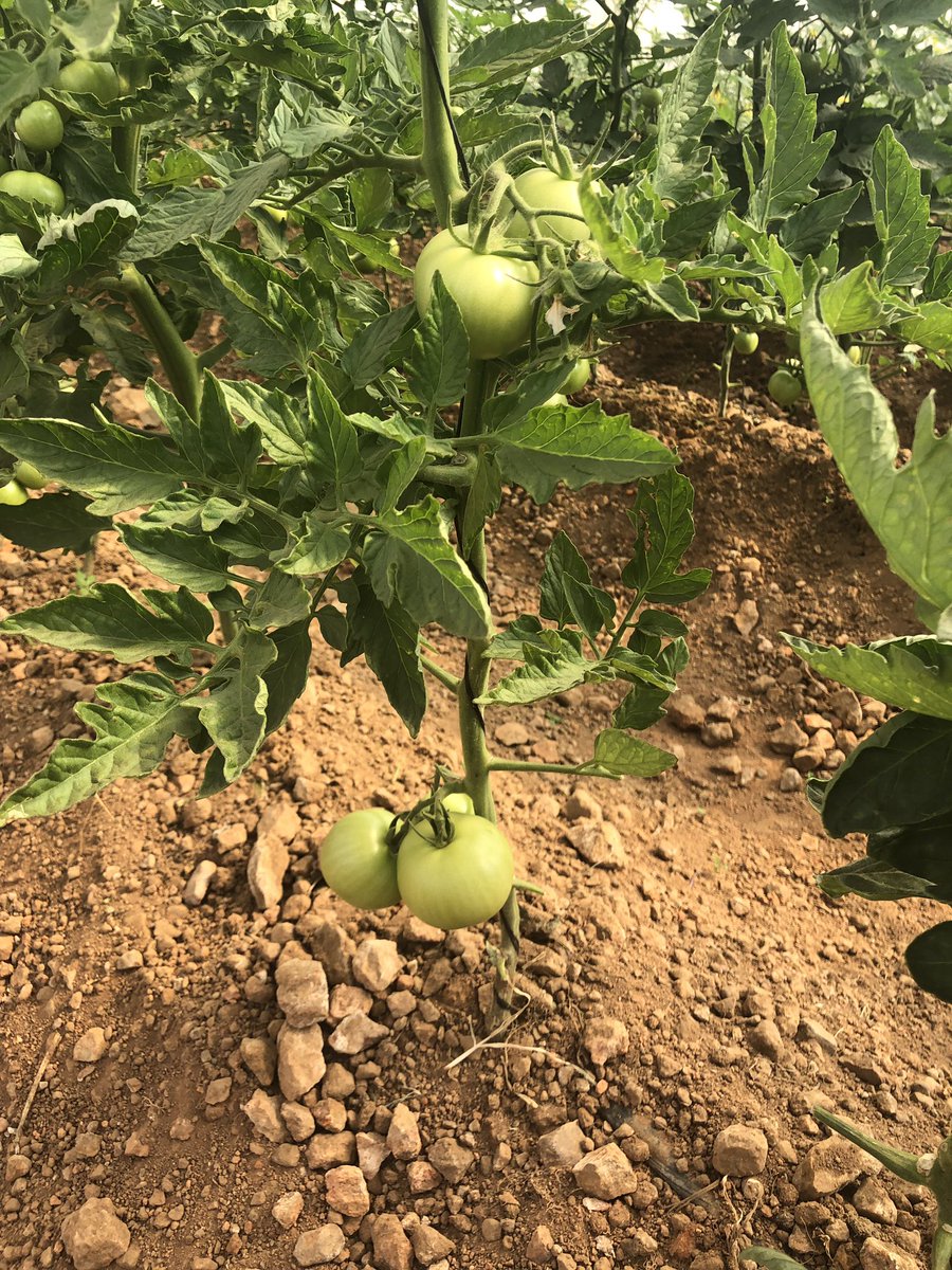 DfnFarming's tweet photo. My tomatoes are coming along nicely #youngfarmer #farming https://t.co/rzhWQXGSru