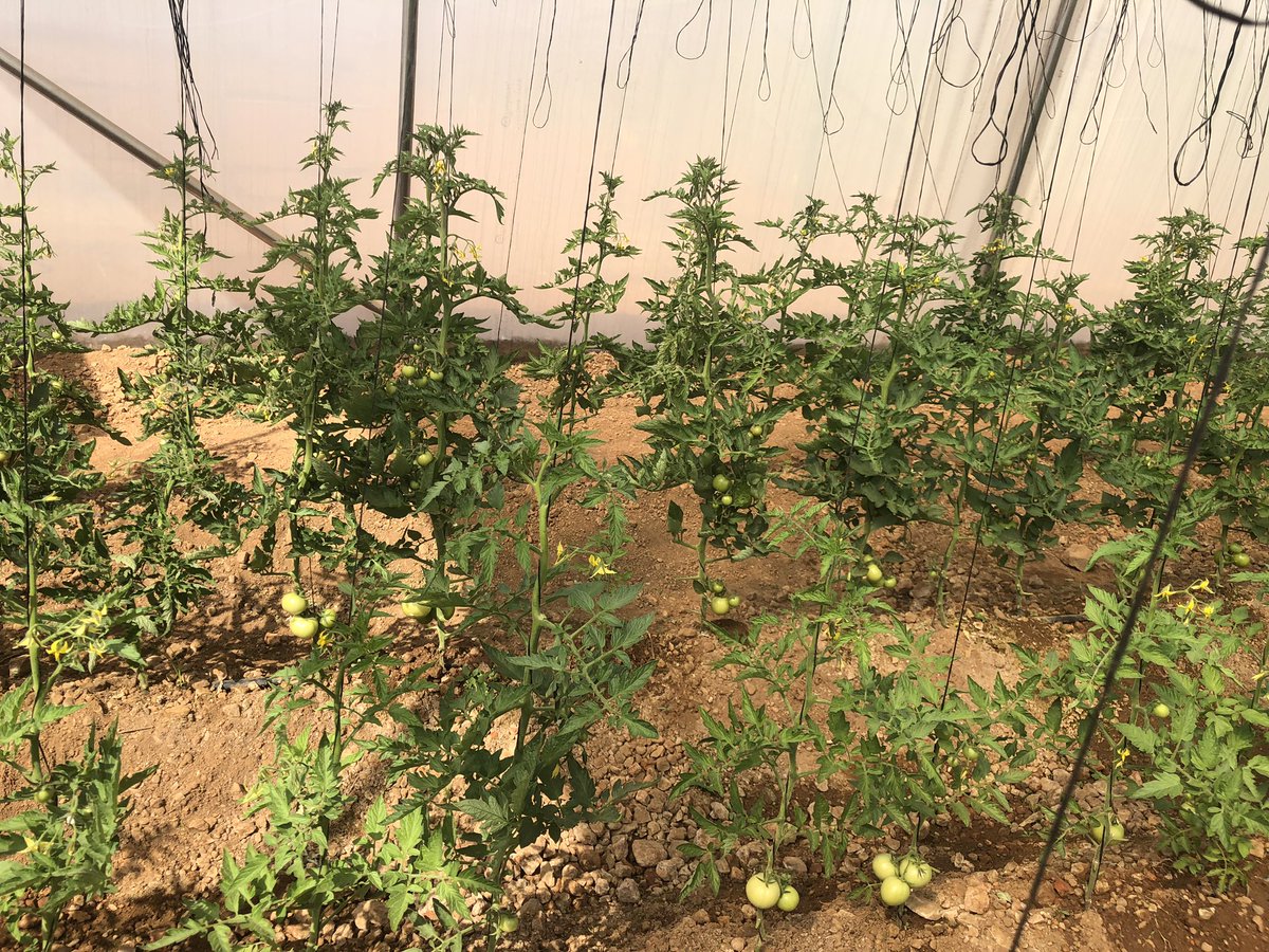 DfnFarming's tweet photo. My tomatoes are coming along nicely #youngfarmer #farming https://t.co/rzhWQXGSru