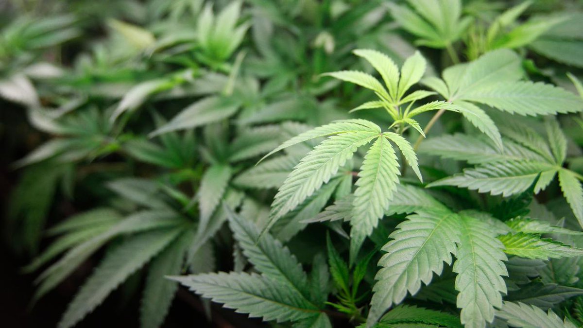 GAFollowers's tweet photo. Cobb County now joins Gwinnett County and says they will not prosecute any more marijuana cases.

Instead, anyone caught with the drug will have their marijuana confiscated and destroyed. https://t.co/JvmWlkd6Fn