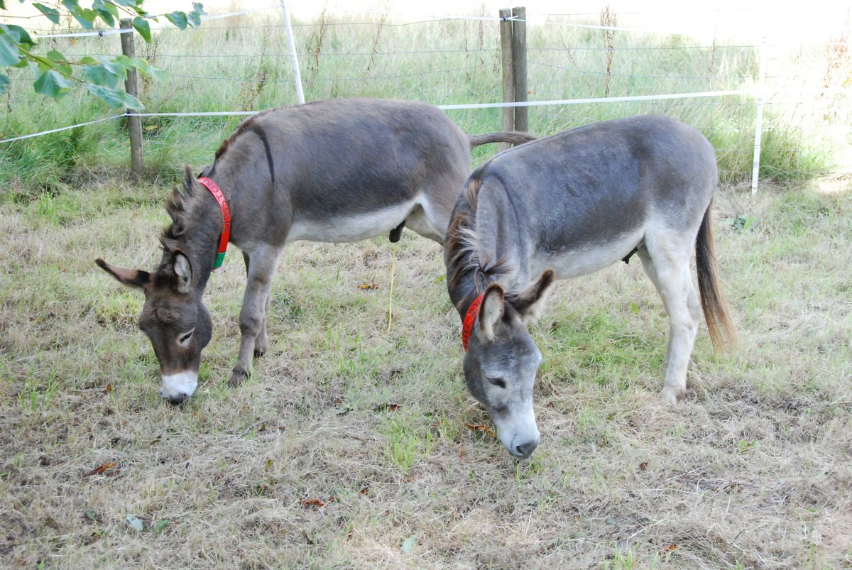 The Mount Camphill tweet media