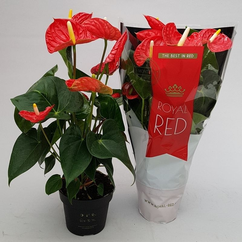 New offer available!
Offer name: Anthurium andr. madural red royal 21055