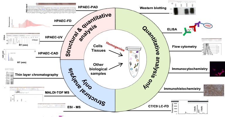 rafalconer1's tweet photo. Our review of the latest developments in polysialic acid analysis is available online. https://t.co/lQ2AhVdZMF. Great work by @sunny2388. https://t.co/Hx2ktp66vt