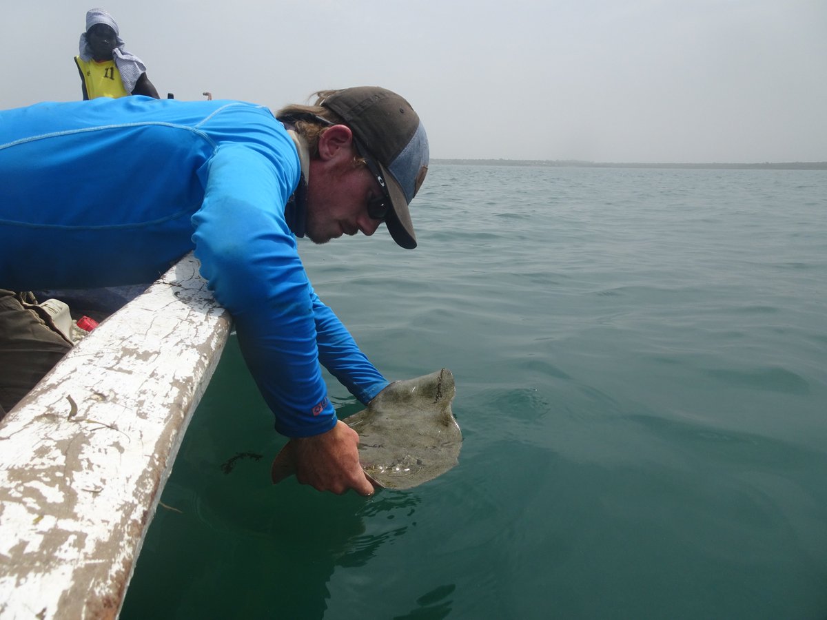 LeursGuido's tweet photo. We are busy preparing our next expedition to the Bijagos Archipelago in Guinea Bissau! #SharkScience #RayScience https://t.co/El6Wrfygwc