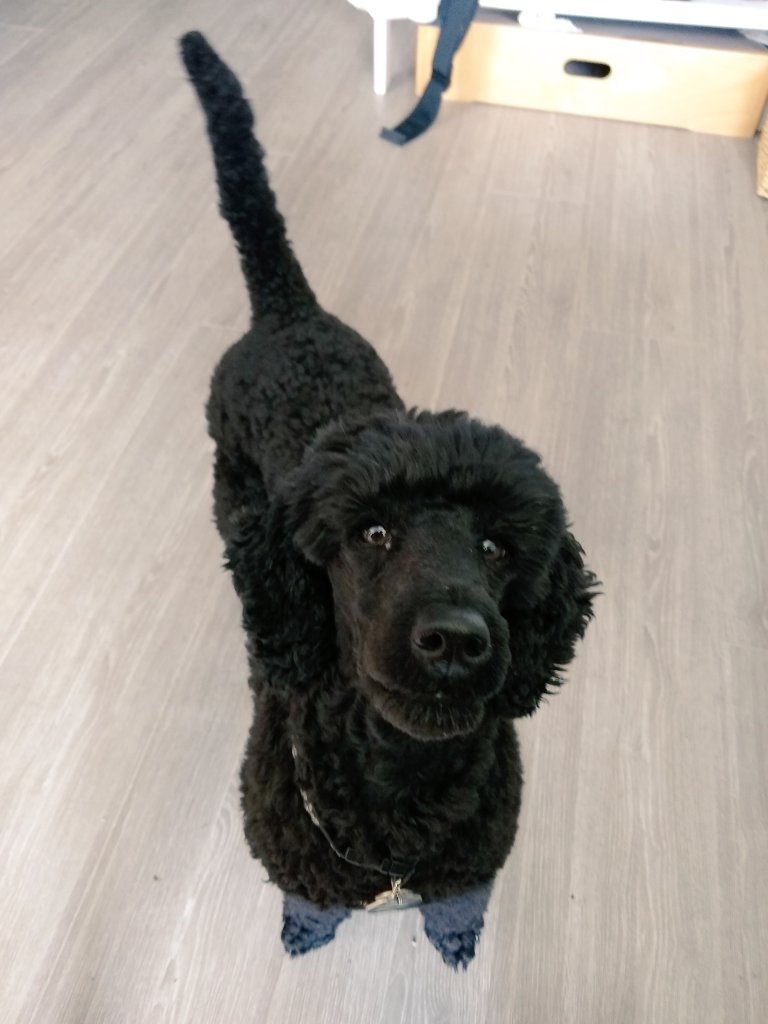 poodle_lyfe's tweet image. If you knew what was good for you, you would share your lunch #WednesdayWisdom #dogsoftwitter #notsubtle