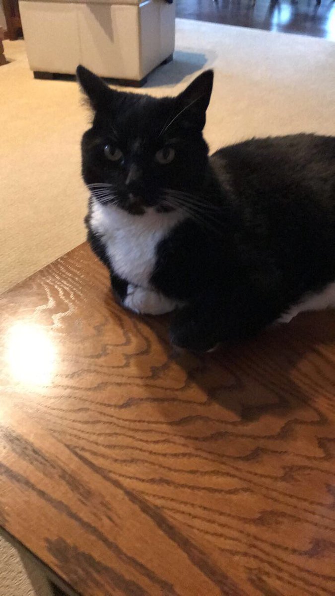 Donkreezy's tweet photo. Shnawn cat update: Mr Kitty is big chillin and enjoying the summer. I’ve recently been feeding a stray cat in my neighborhood everyday and named it Gingy Cat. If I can tame this wild beast and get it to stop hissing at me I will adopt it. I’ll keep u updated https://t.co/aJhTpLweec