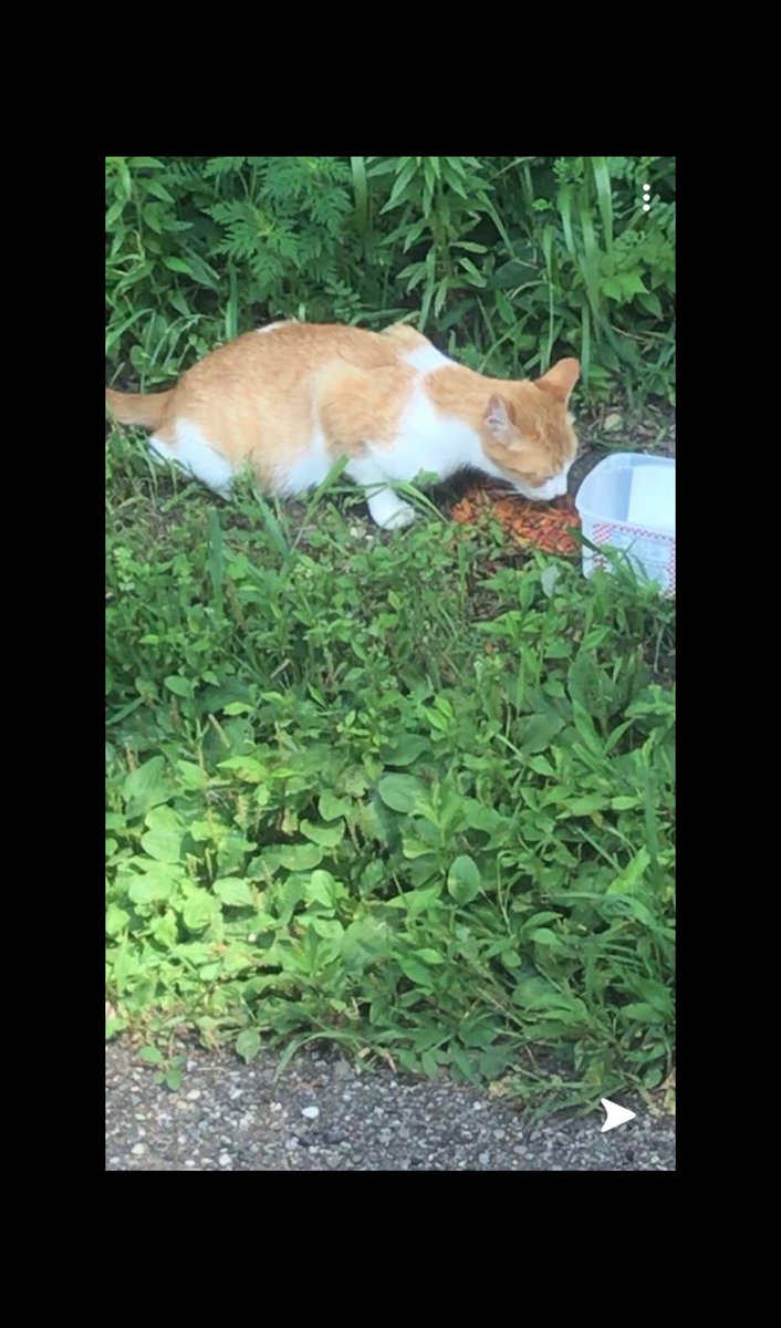 Donkreezy's tweet photo. Shnawn cat update: Mr Kitty is big chillin and enjoying the summer. I’ve recently been feeding a stray cat in my neighborhood everyday and named it Gingy Cat. If I can tame this wild beast and get it to stop hissing at me I will adopt it. I’ll keep u updated https://t.co/aJhTpLweec