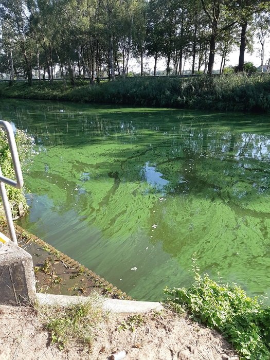 Wil je gaan zwemmen in natuurwater, dan adviseert het waterschap om dit alleen in officieel zwemwater te doen.  halloheusden.nl/2019/08/toenam… <a href="/gemheusden/">gemeente Heusden</a> <a href="/aaenmaas/">aaenmaas</a>