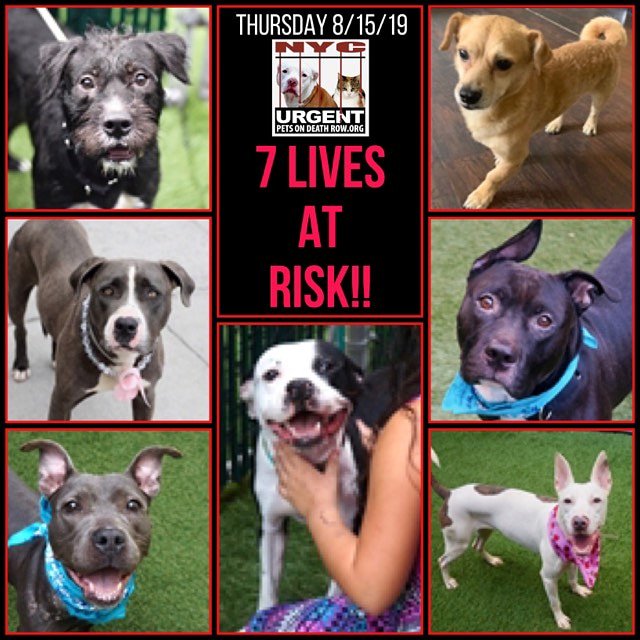 ctmidnightcat's tweet photo. Go here &amp; see all info &amp; and make any reservation(s): https://t.co/fJ3fu4T6L9

💔They only have until 12 PM Thursday!
🚨TO BE DESTROYED 08/15/19

#urgentpodr #tbdlist #deathrowdogs #NYC #newyorkcitydogs #nycdogs #beahero #savealife #AdoptDontShop #ADOPT #FOSTER #dogsoftwitter https://t.co/yhQ945Ij0U