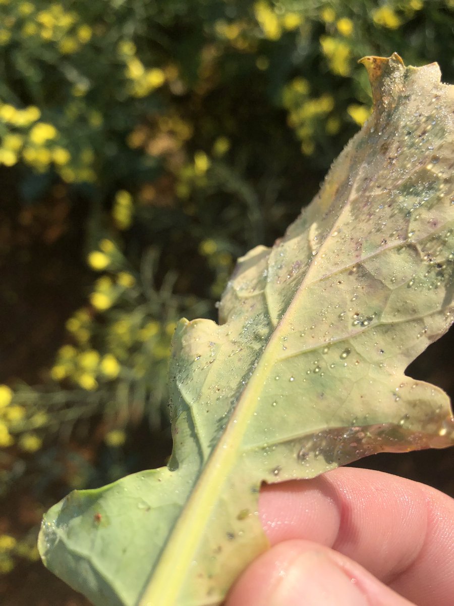 Starting to find low numbers of GPA in early canola crops. Hopefully a cold wet finish will stop them exploding again! 🤞