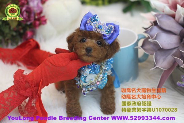 MummyTeddy's tweet photo. Teacup brown boy #lookingforlovelyhome #teacup #poodle #taiwan #brown #taiwan #toy https://t.co/tWJ4mVagmX
