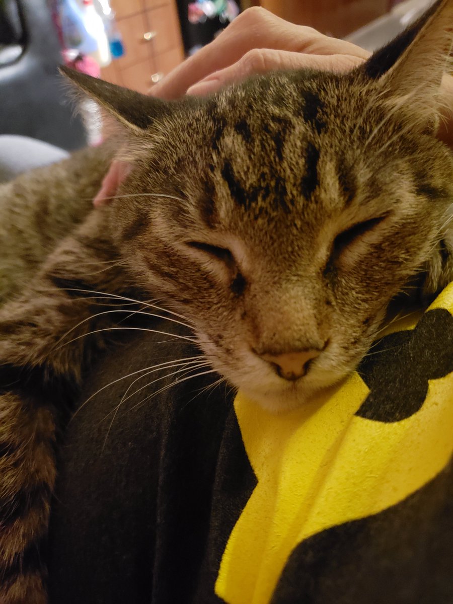 ScullySins's tweet photo. I stay in my tour bunk until 2pm petting cats and I have no shame. #acrocats https://t.co/IZuTOALco5