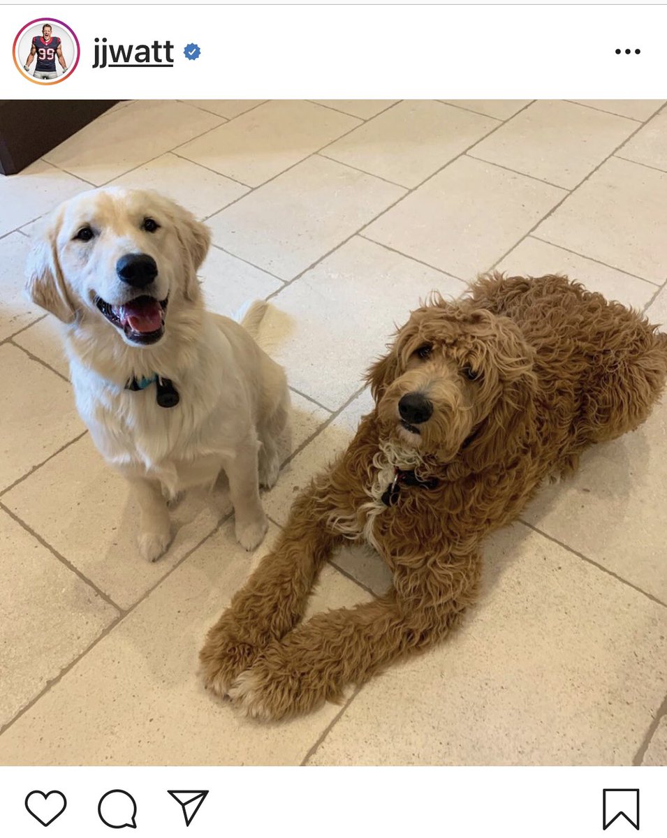 H_Davis7's tweet photo. I just want to be friends with @JJWatt so I can hang out with his puppies😍 @HoustonTexans #willwatchforfree https://t.co/TJYzhlM0hg
