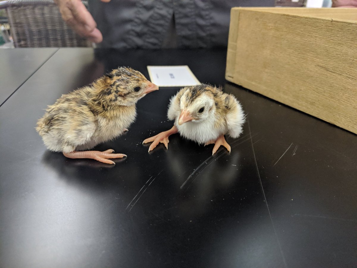 山口祐加 自炊料理家 お話してたらピヨピヨ聞こえて来て 気になりますか と出てきたのはなんと4時間前に生まれたホロホロ鳥 の雛 育てるのが難しいと言われているホロホロ鳥 卵を頂いたので 目玉焼きにしました 殻が厚くて サイズは小ぶり 黄身